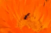 Marigold - Officinalis