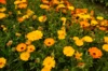 Marigold - Officinalis