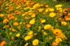 Marigold - Officinalis