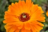 Marigold - Officinalis