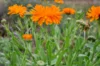 Marigold - Officinalis