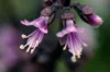 Basil and Tulsis - New Guinea