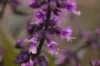 Basil and Tulsis - New Guinea