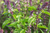 Basil and Tulsis - Thai Small Leaf