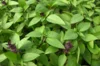 Basil and Tulsis - Thai Small Leaf