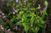 Basil and Tulsis - Thai Small Leaf