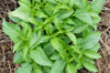 Basil and Tulsis - Floral Spires White