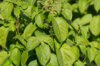 Basil and Tulsis - Green Pepper