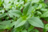 Basil and Tulsis - Thai Red Stem