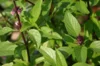 Basil and Tulsis - Thai Red Stem