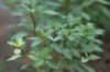 Basil and Tulsis - Thai Red Stem