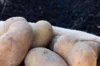 Potatoes - Organic Charlotte potato - size 25/35 Organic Charlotte potato 25 plants