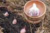 Garlic bulbs - Germidour Purple Garlic Bulbs 250 g AB - Allium sativum