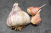 Garlic bulbs - Germidour Purple Garlic Bulbs 250 g AB - Allium sativum