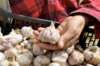 Garlic bulbs - Purple Garlic Bulbs "De Cagnolle" AB - 250 g - Allium sativum
