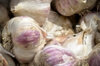 Garlic bulbs - Purple Garlic Bulbs "De Cagnolle" AB - 250 g - Allium sativum