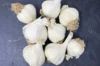 Garlic bulbs - Pink Garlic Bulbs "Printanor" AB - 250 g