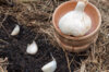 Garlic bulbs - White Garlic Bulbs "Rustisem" AB - 250 g