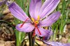 Saffron Crocus - Saffron bulb - Crocus sativus (calibre 9-11) 5 saffron bulbs
