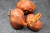 Shallot bulbs - Shallot Bulbs "Red Sun" AB - 250 g - Allium cepa