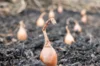 Onion bulbs - Onion bulbs "Sturon" AB - 250 g - Allium cepa