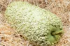 Gourds - Mauritius Warty