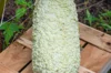 Gourds - Mauritius Warty