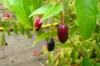 Shrub plants - Fuchsia with edible fruits Régal 2 organic plants