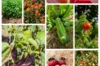 Fertile Assortments - Assortment - Spring seeds