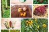 Fertile Assortments - Assortment - Children's vegetable garden