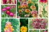 Fertile Assortments - Assortment - Explosion of colors