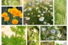 Fertile Assortments - Assortment - Medicinal plants