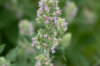 Nepeta - Catnip