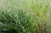 Nepeta - Catnip