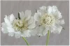 Scabiosa - Fama White