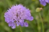 Scabiosa - Fama White