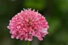 Scabiosa - Fama White