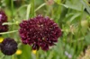 Scabiosa - Fama White