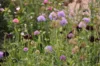 Scabiosa - Fama White