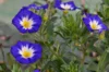 Dwarf Morning Glory - Convolvulus tricolor