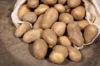 Potatoes - Organic Charlotte potato - size 25/35 Organic Charlotte potato 25 plants