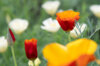 California poppies - Mission Bells