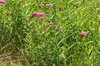 Asclepias - Red milkweed
