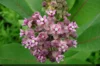 Asclepias - Asclepias syriaca