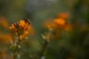 Asclepias - Asclepias tuberosa