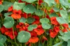 Nasturtiums - Empress Of India