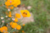 California poppies - Orange