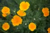 California poppies - Orange