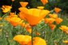 California poppies - Orange