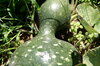 Gourds - Amphora